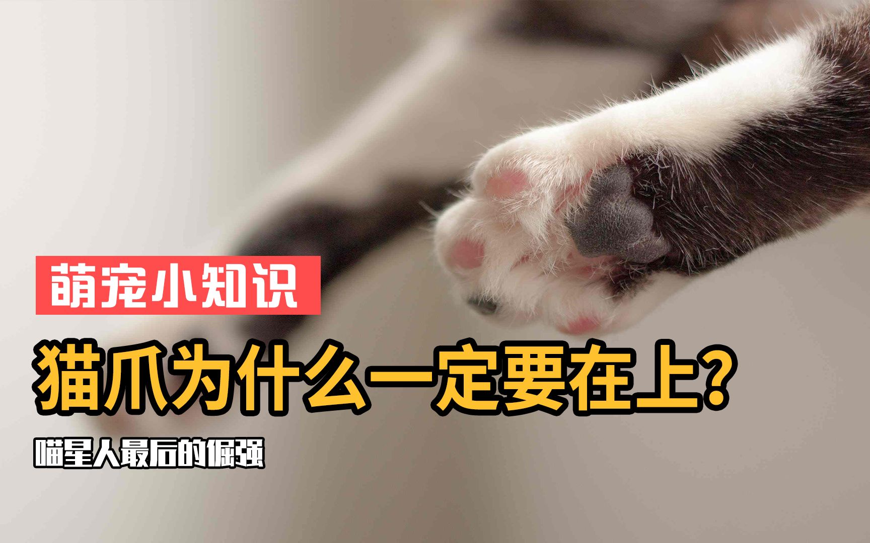 猫爪在上定律:身为喵星人最后的倔强,猫爪必须在上!哔哩哔哩bilibili