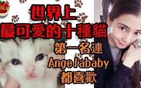 最可爱的十种猫(世界十大)第一名连Angelababy都很喜欢!哔哩哔哩bilibili