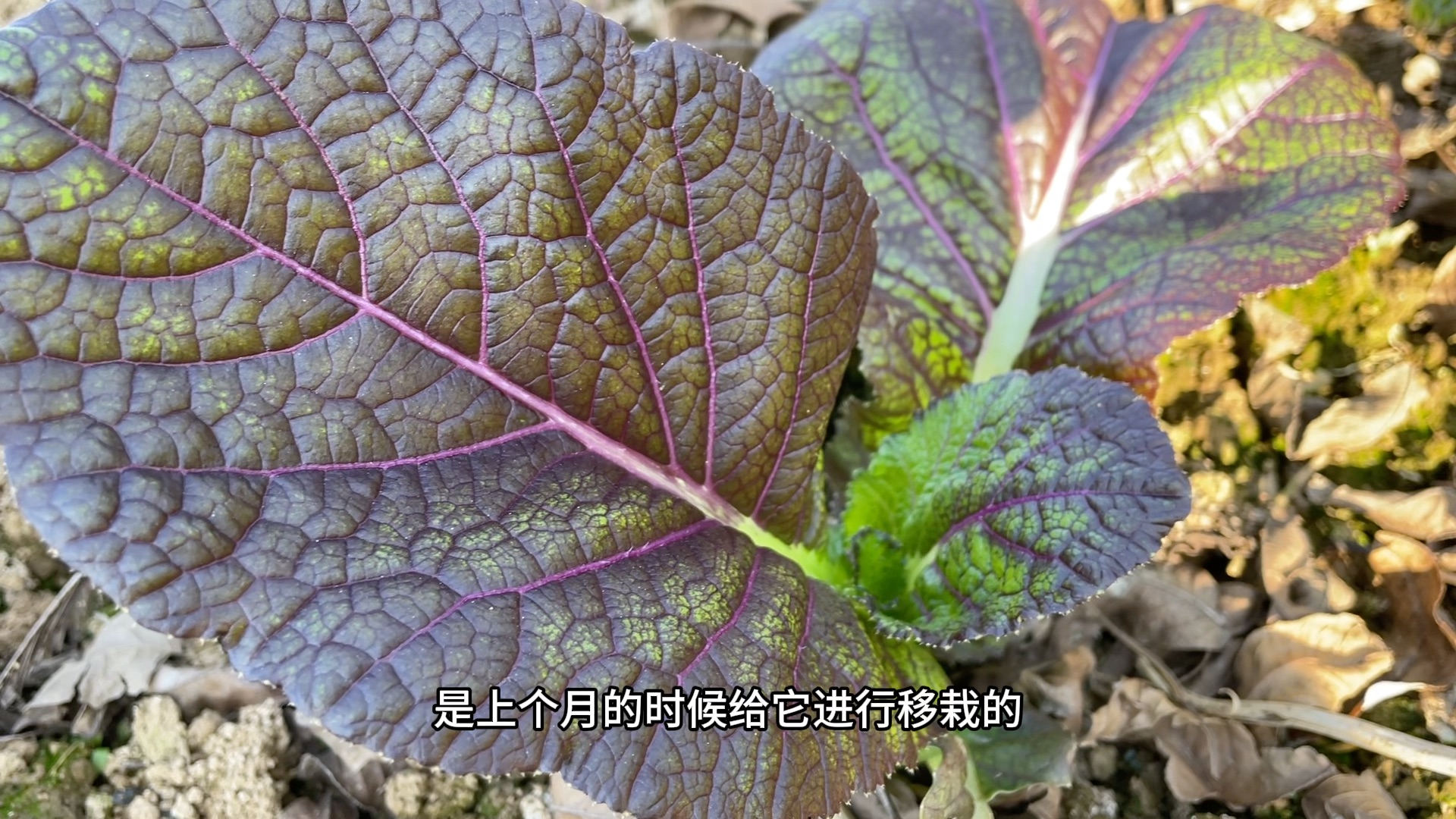 紫色芥菜耐寒花青素含量高营养丰富,分享家庭种植管理技巧很简单