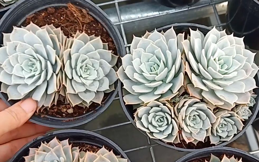 多肉芙蓉布朗出状态后好美双头和多头摆在一起你喜欢哪一种