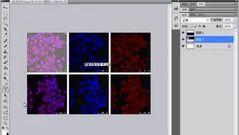 零基础入门科研论文作图（50课【PS AI GraphPad Excel PPT】手把手教你科研论文作图