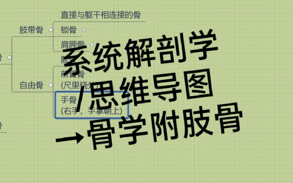 【系统解剖学笔记】骨学附肢骨→系统解剖学/霍琨老师/思维导图哔哩哔哩bilibili