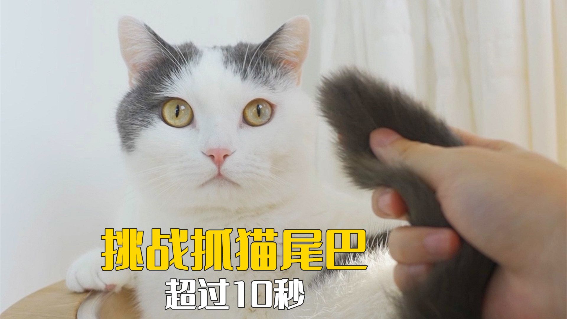 猫和猫尾巴果然是两种生物-萌猫宝哥哥-萌猫宝哥哥-哔哩哔哩视频