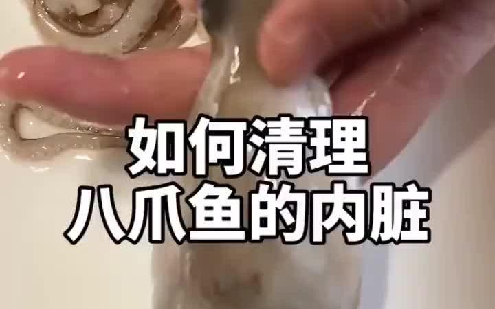 今天教大家如何清理八爪鱼的内脏哔哩哔哩bilibili