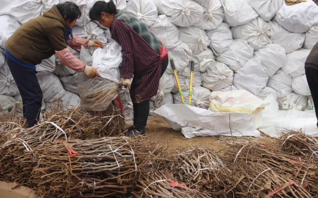 河南安阳酸枣苗繁育基地(双仁药用酸枣)河南哪里种植野生酸枣苗(河南