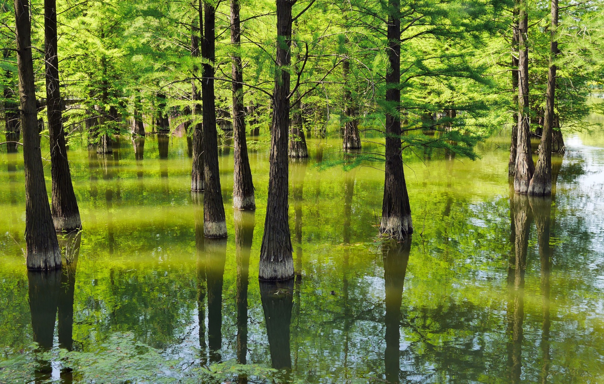常州翠竹公园是个冷门公园,规模不大,但其雨落水杉林却很有特色,从
