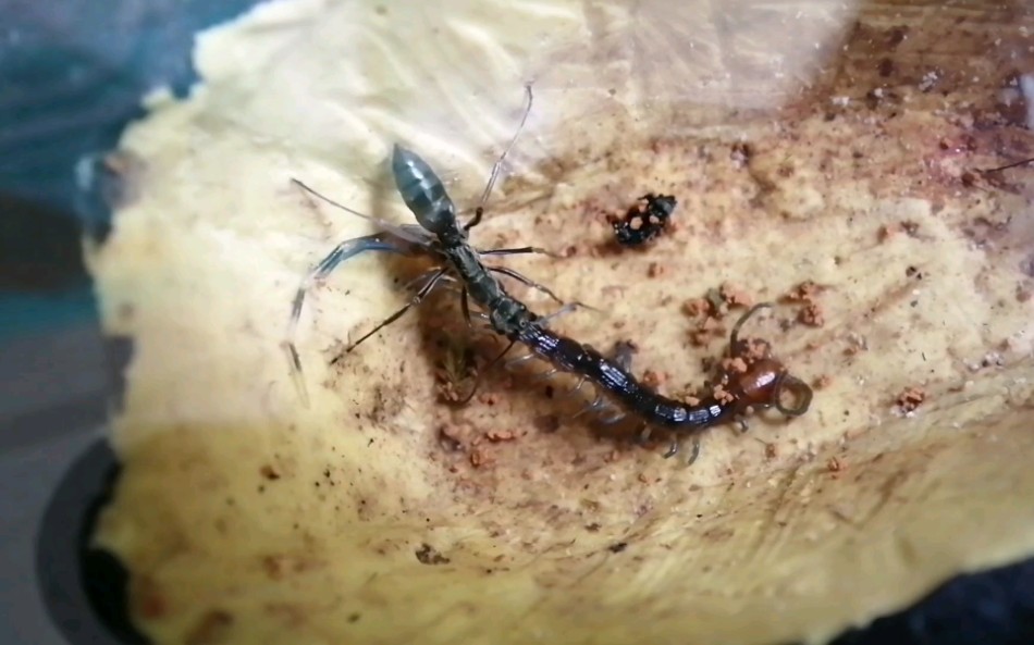 聚纹双刺猛蚁捕食小蜈蚣