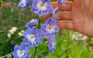 Download Video: 大花飞燕草真是一种神奇的花卉，初开花瓣外面蓝色、里面粉色，后期逐渐粉色褪去变成纯蓝，美腻了