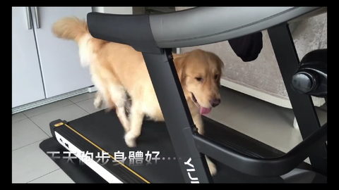 金毛 小蛋黄 论新手麻麻如何消耗狗子体力 哔哩哔哩 Bilibili