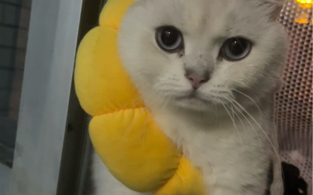 维多利亚的猫咪