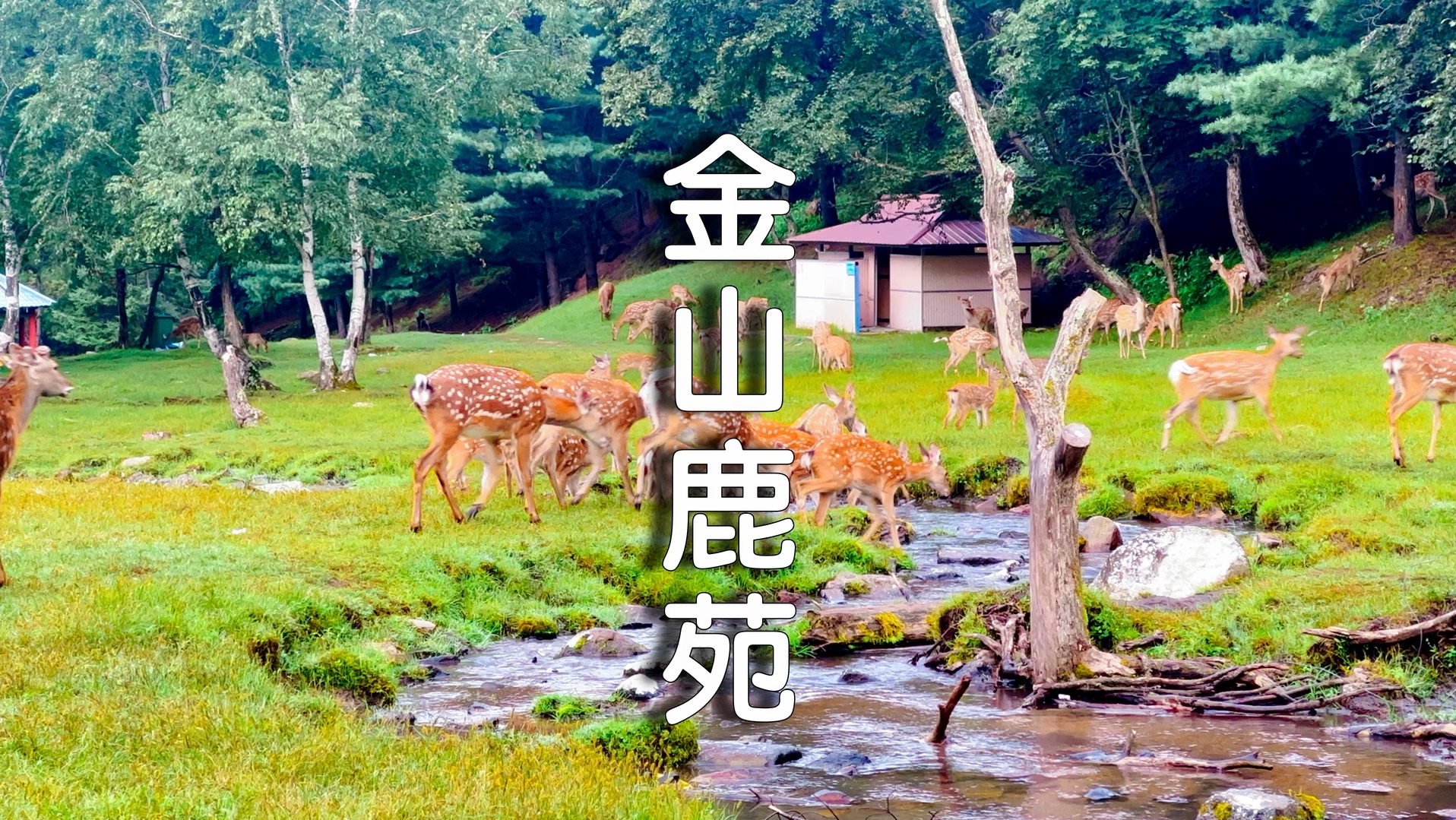 林深时见鹿,这大概就是传说中的童话世界吧!