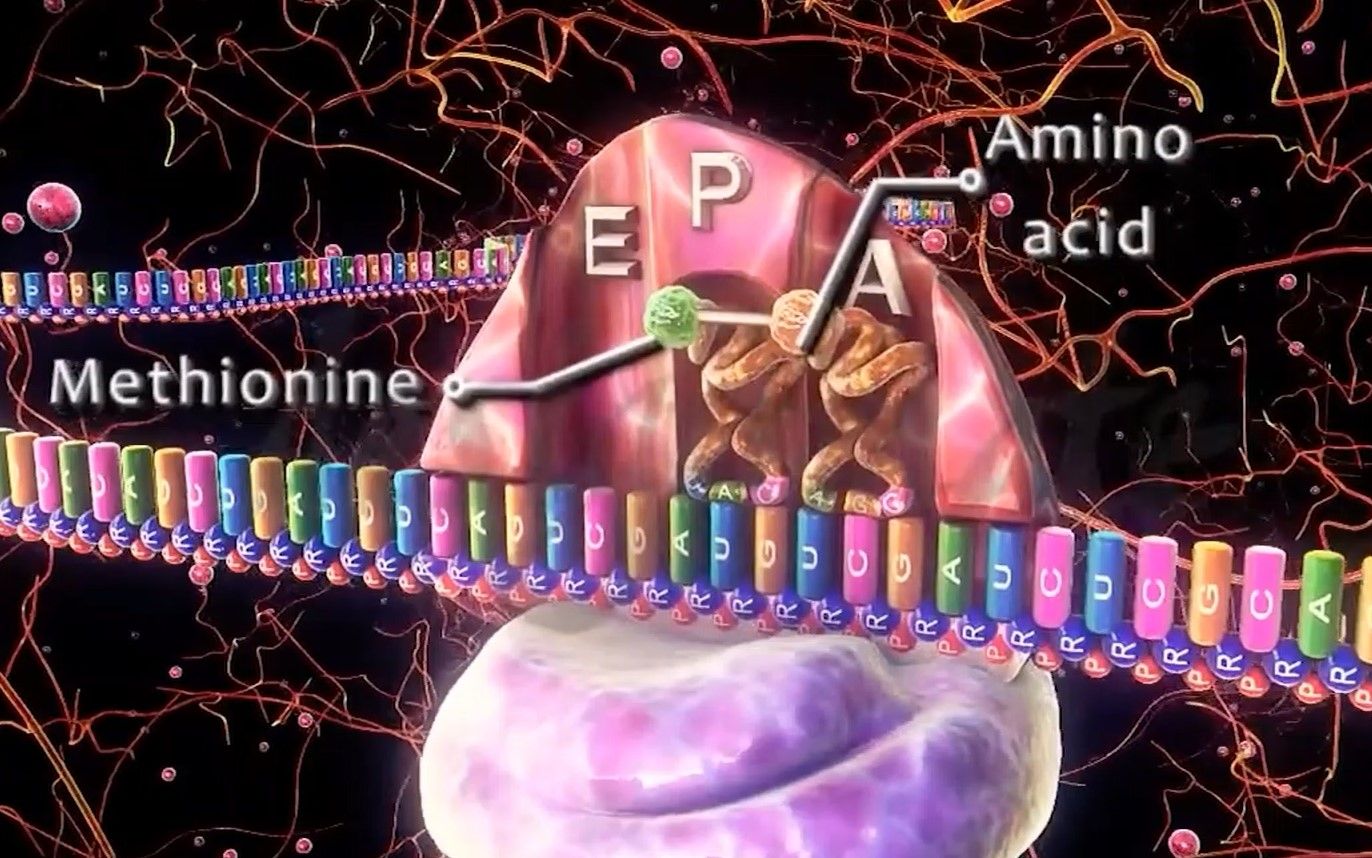 [图]【生物】蛋白质的合成（翻译）过程 自制中英字幕