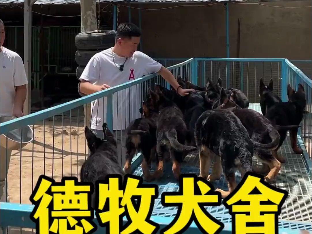 德牧犬舍挑德牧,这才是男人该养的狗哔哩哔哩bilibili