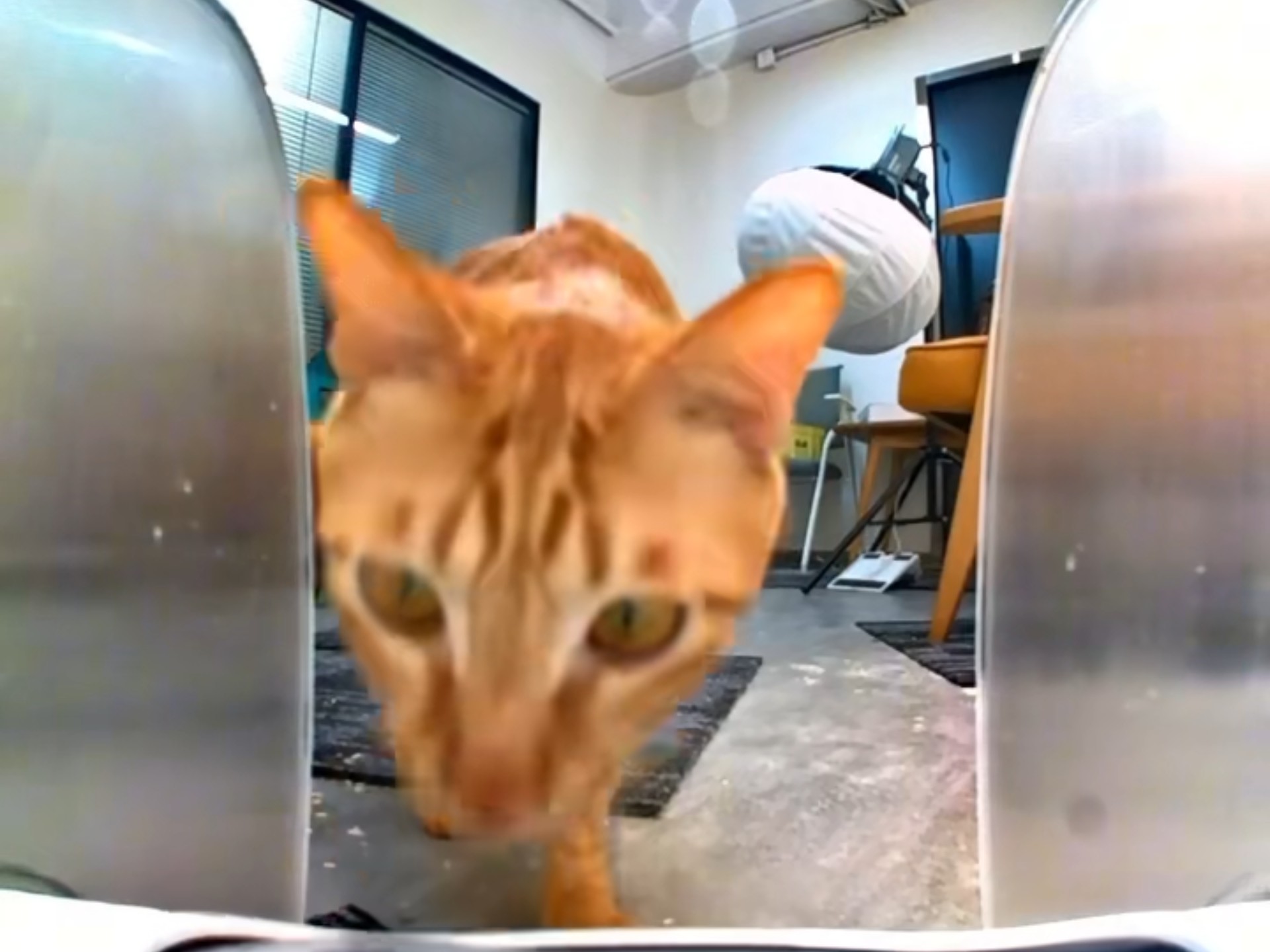 猫脸识别喂食器
