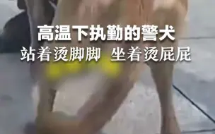 Скачать видео: 高温下执勤的警犬，站着烫jio jio，坐着烫屁屁。