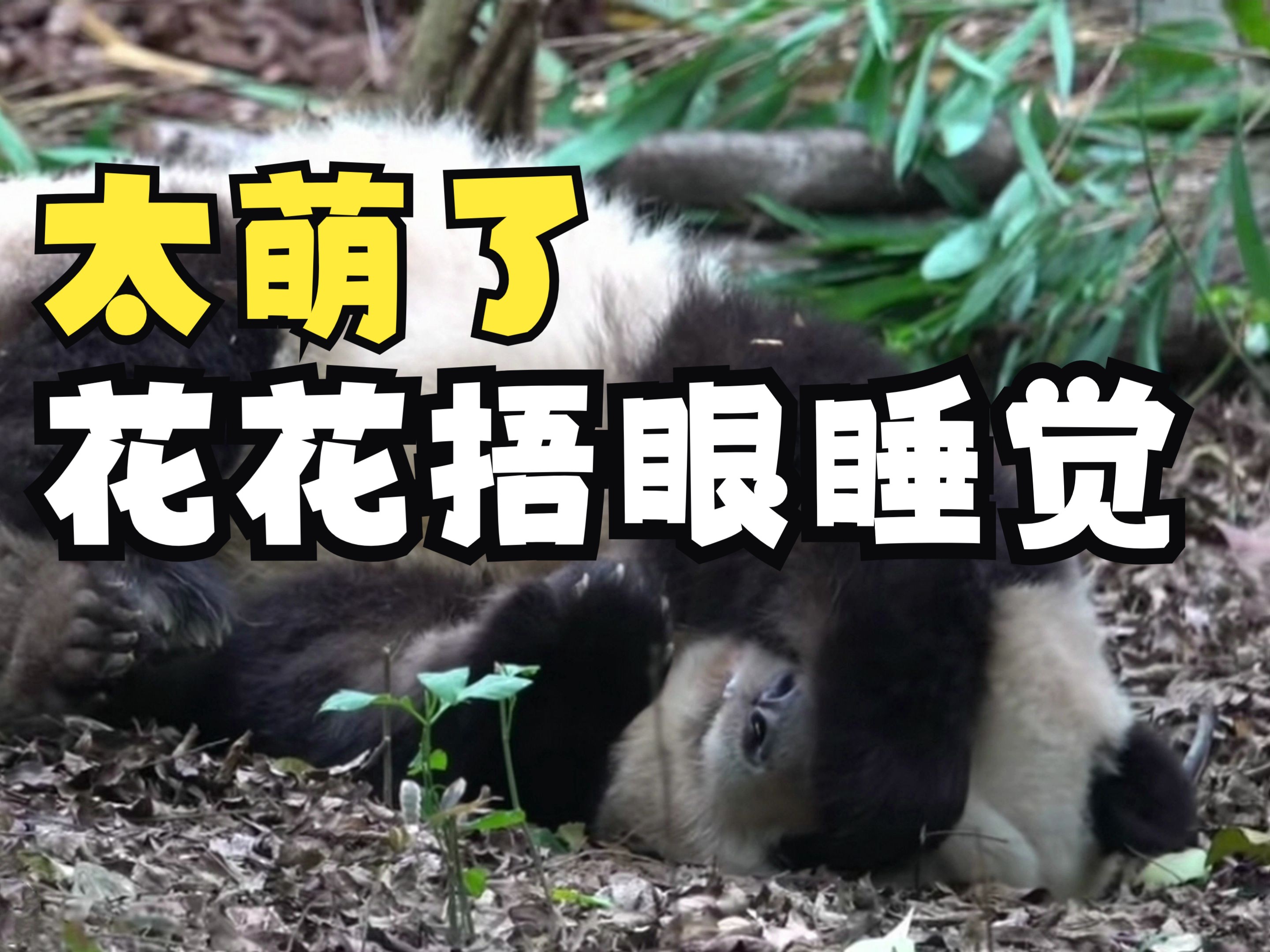 大熊猫花花捂眼睡觉太萌了,大熊猫为什么喜欢捂眼睡觉?