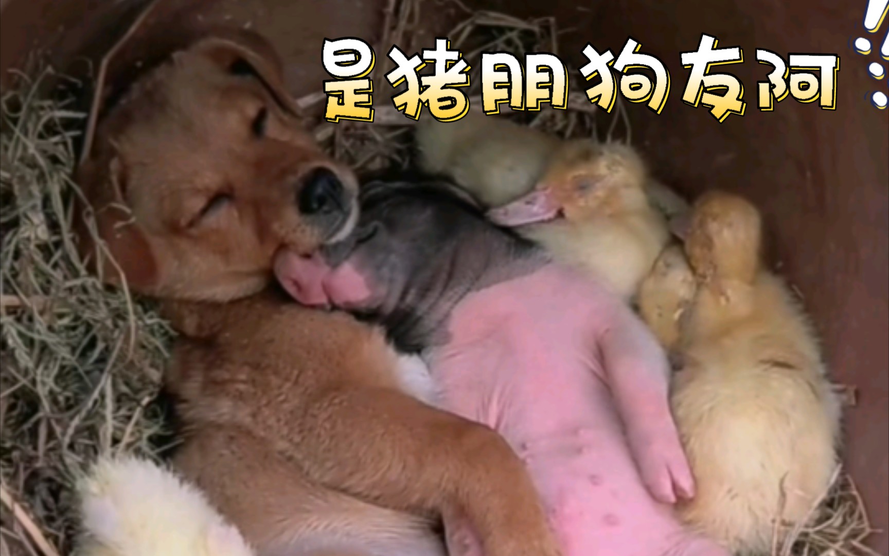 猪朋狗友 哈哈.互粉互赞,评论留记号哈