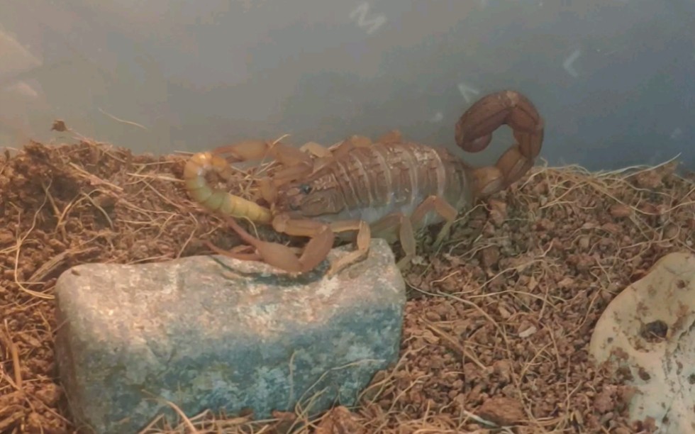 【怀孕刚果红鳄背蝎】红e的捕食日常(刺杀)