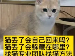 Download Video: 猫丢了会自己回来吗？猫丢了会躲藏在哪里？找猫团队靠谱吗？找猫团队收费价格，怎么找猫？本地找猫团队，找猫平台，找猫方法！北京找猫团队，天津找猫团队，上海找猫团队