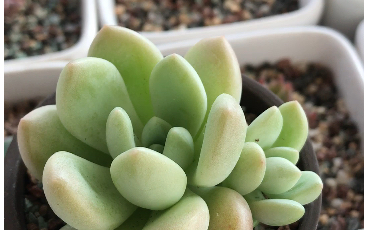 多肉植物 白马 2016年左右出现的园艺品种 资料不详 叶上有一层粉