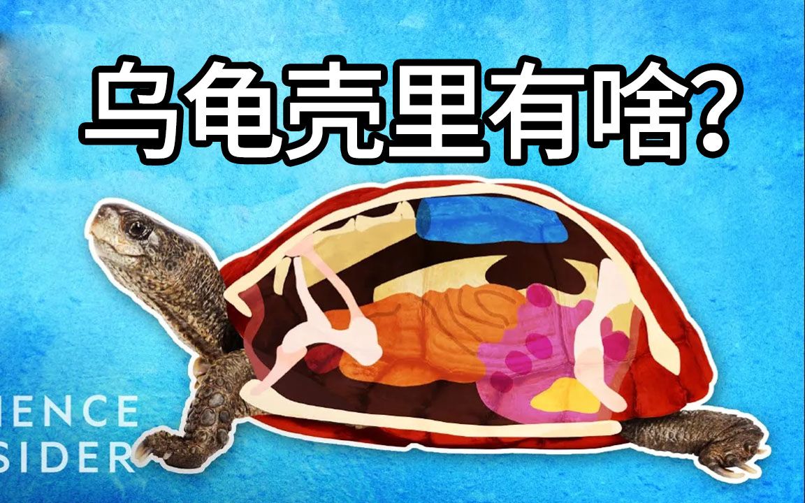 乌龟壳里究竟什么构造?@青知字幕组哔哩哔哩bilibili