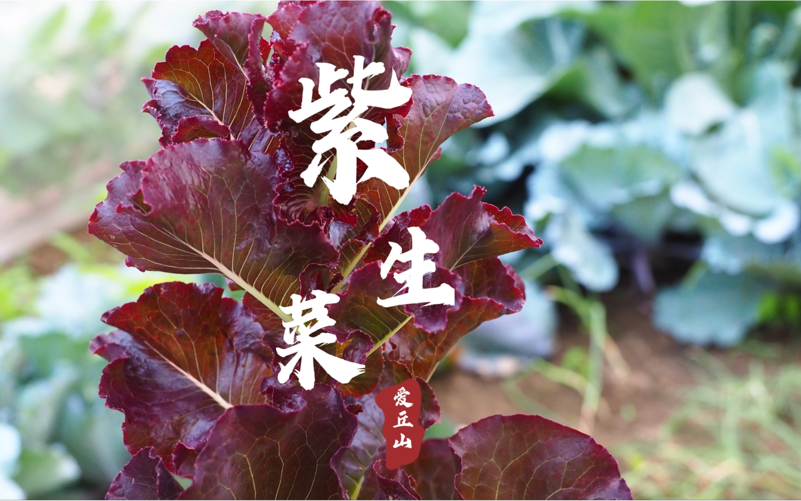 清爽早餐 | 鸡蛋三明治裹紫叶生菜