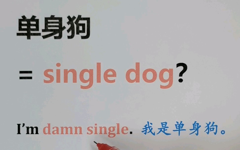 单身狗 = single dog?哔哩哔哩bilibili