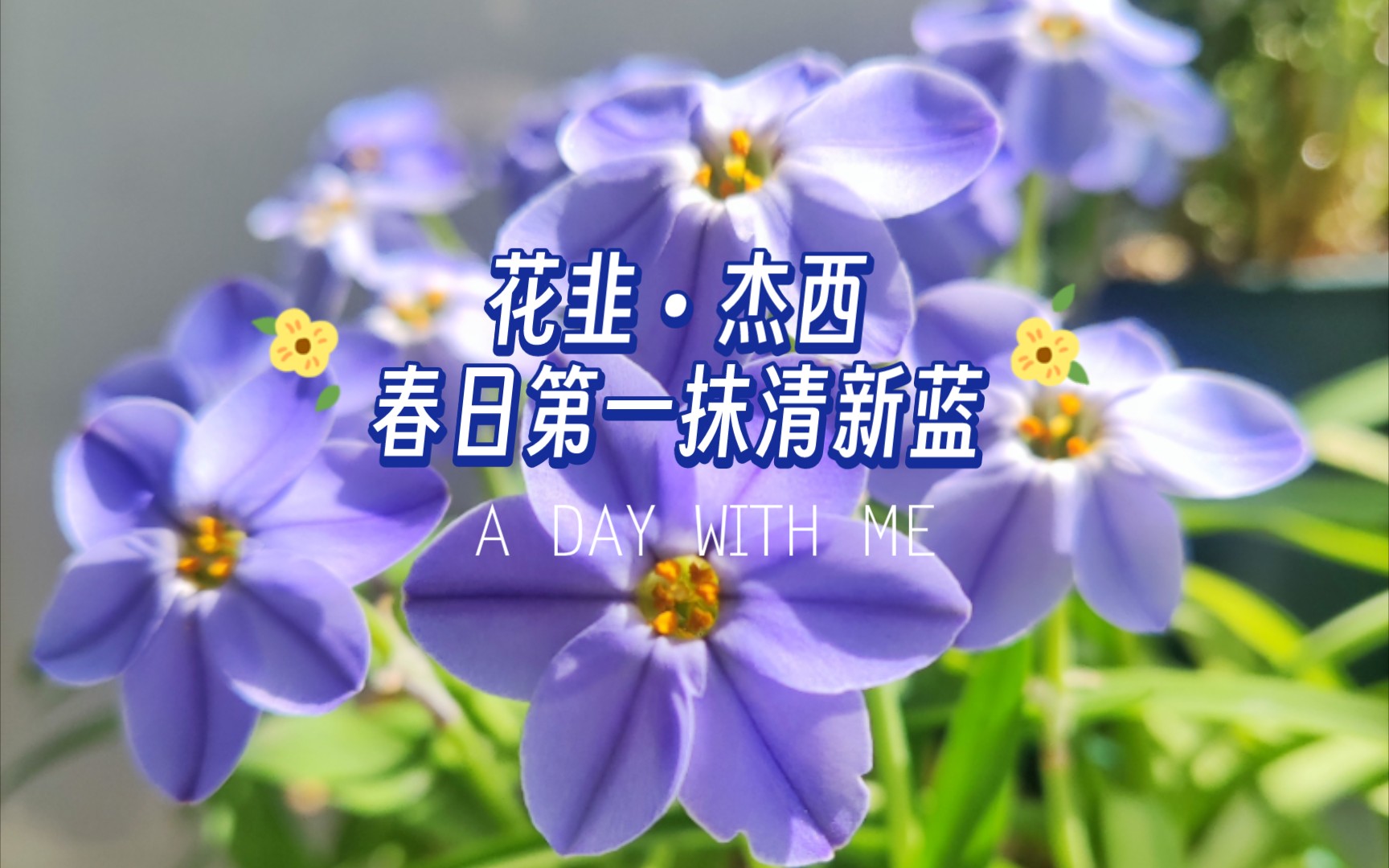 蓝色花系列:花韭杰西,深蓝圆瓣.初花2023.3.7盛开2023.3.14