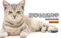 猫咪毛色遗传学 为什么三花猫都是母猫 为什么公猫的毛色会随猫妈妈 为什么白猫会生出其他毛色的猫咪 哔哩哔哩