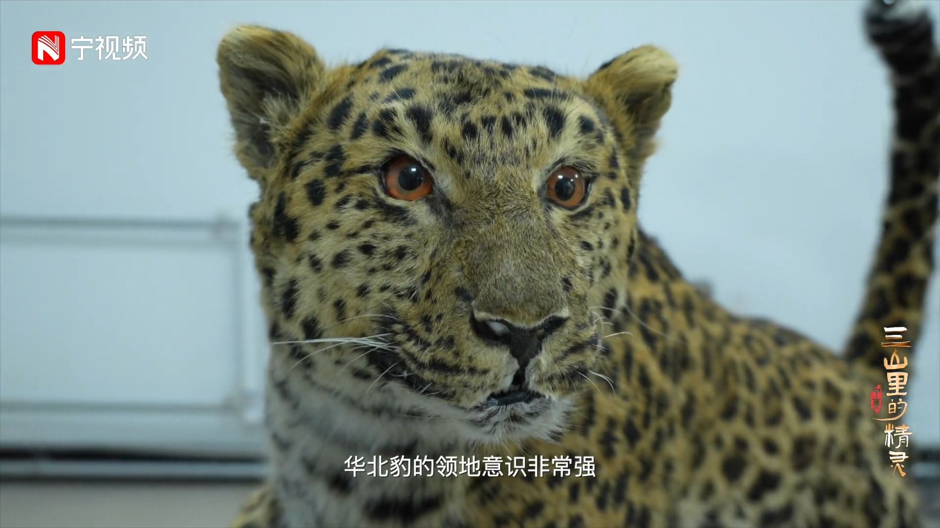 三山里的精灵 02华北豹,六盘山的"王者"