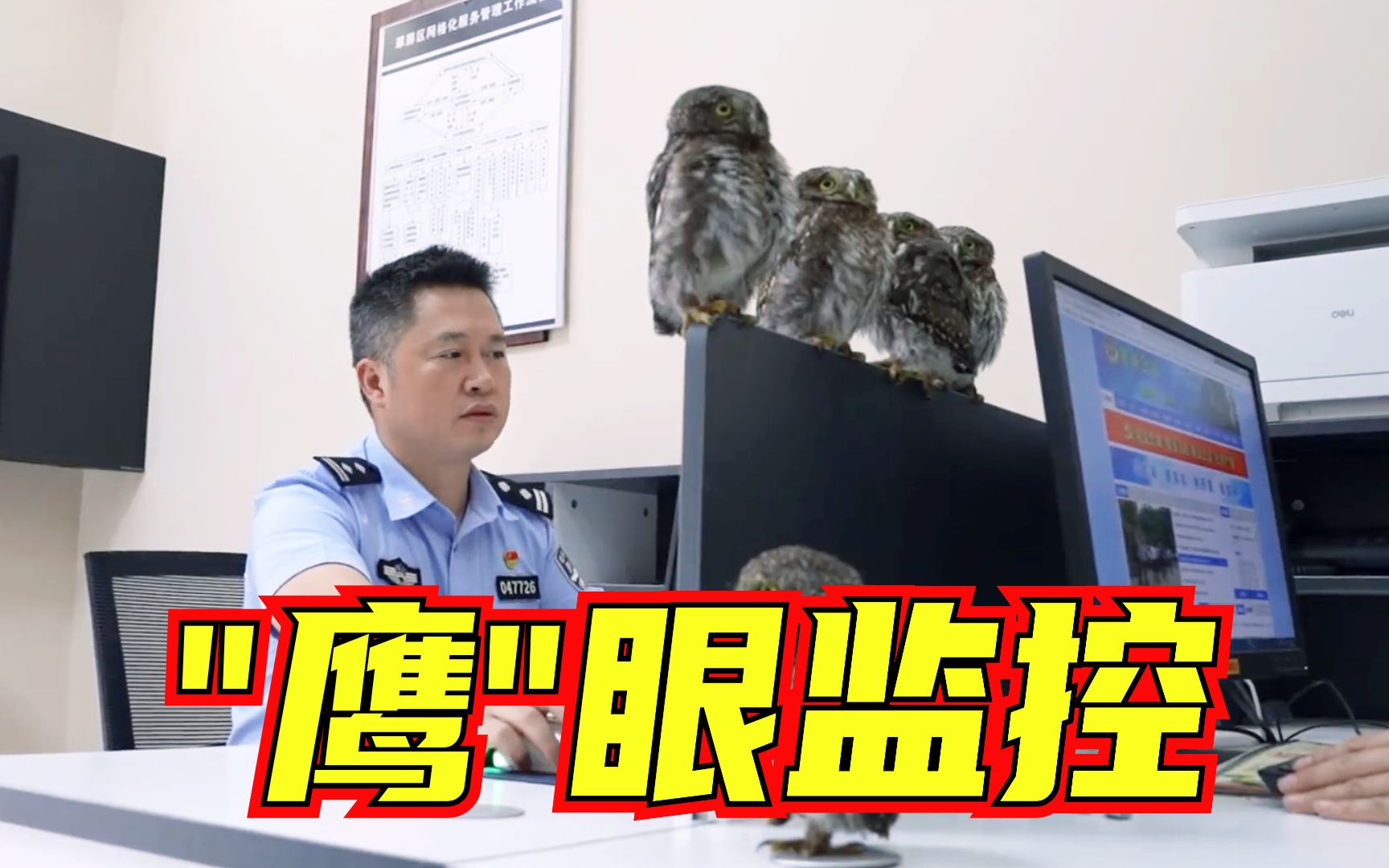 [图]现实版“熬鹰”！5只猫头鹰排排站陪民警值班