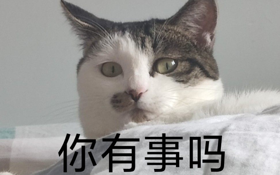 当你狂撸一只温和的八嘎猫一分钟后_哔哩哔哩_bilibili