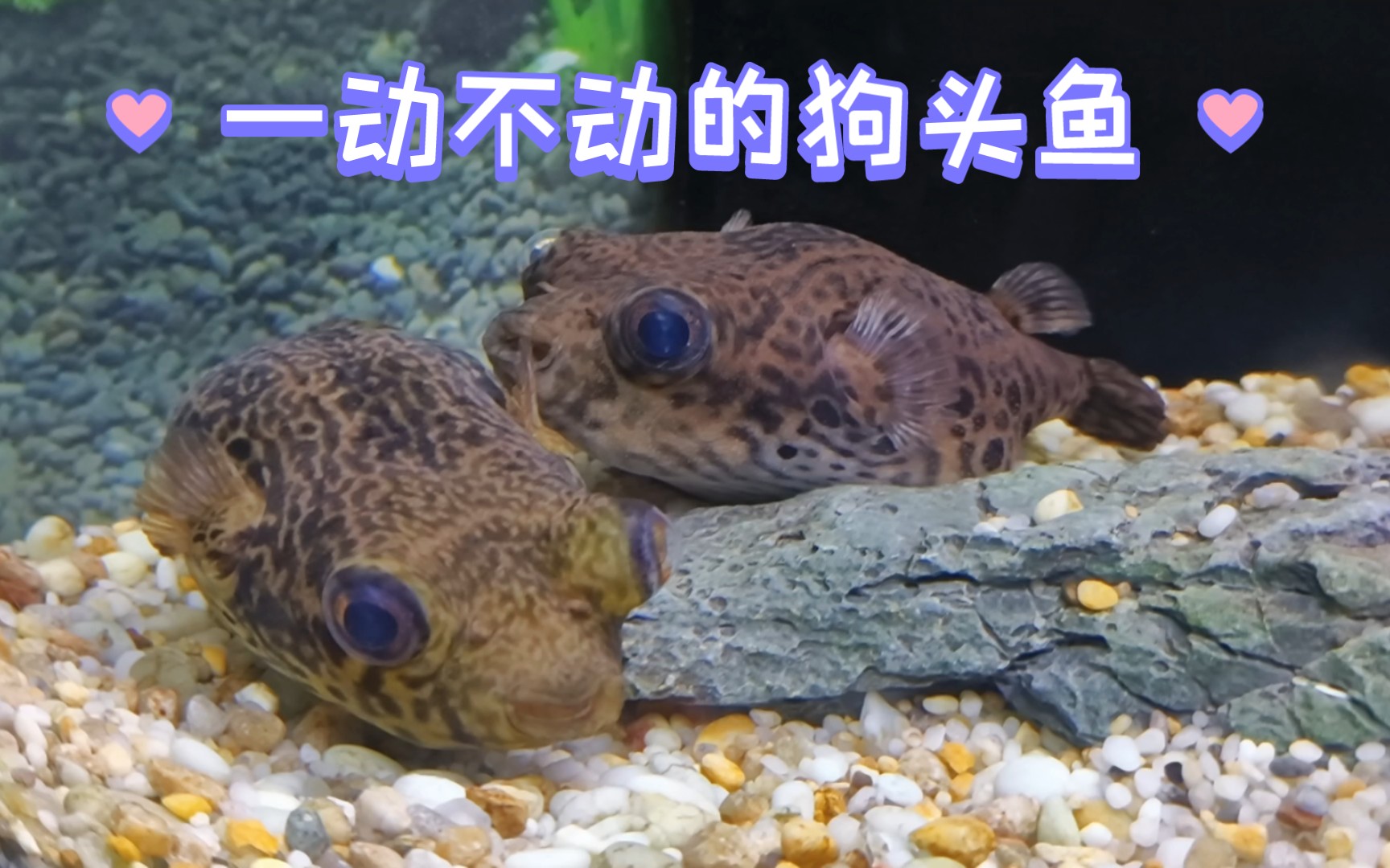 一动不动的狗头鱼