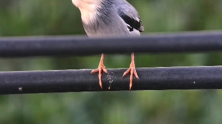 这叫花菠萝鸟