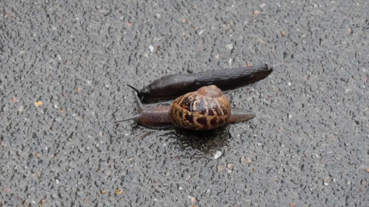 蜗牛和鼻涕虫比赛谁会爬得更快呢