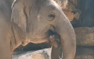 Скачать видео: 咬着鼻鼻思考象生的阿猪，像极了人类托腮发呆的样子。