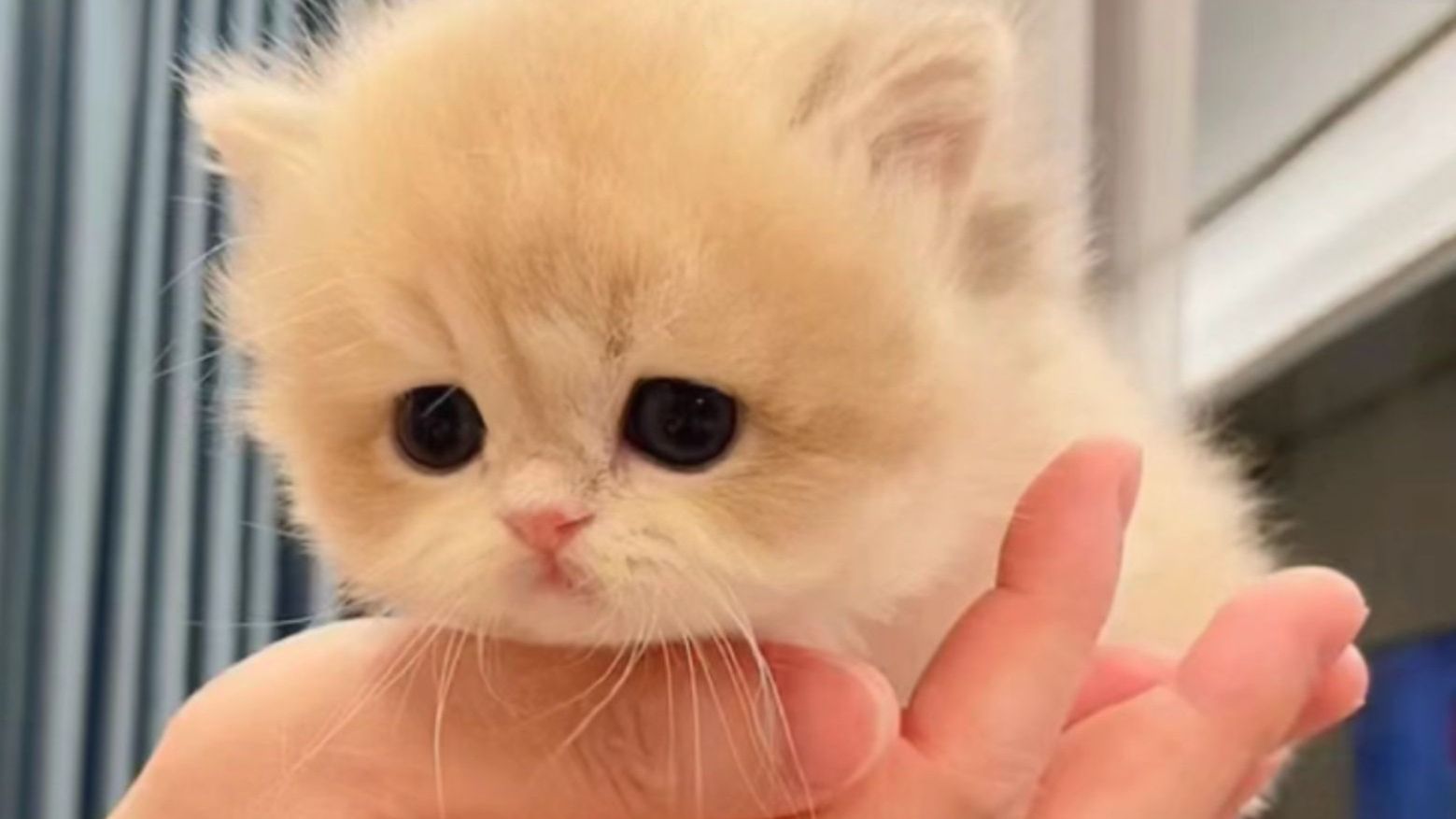 世界破破烂烂，小猫缝缝补补！小猫的治愈瞬间~~