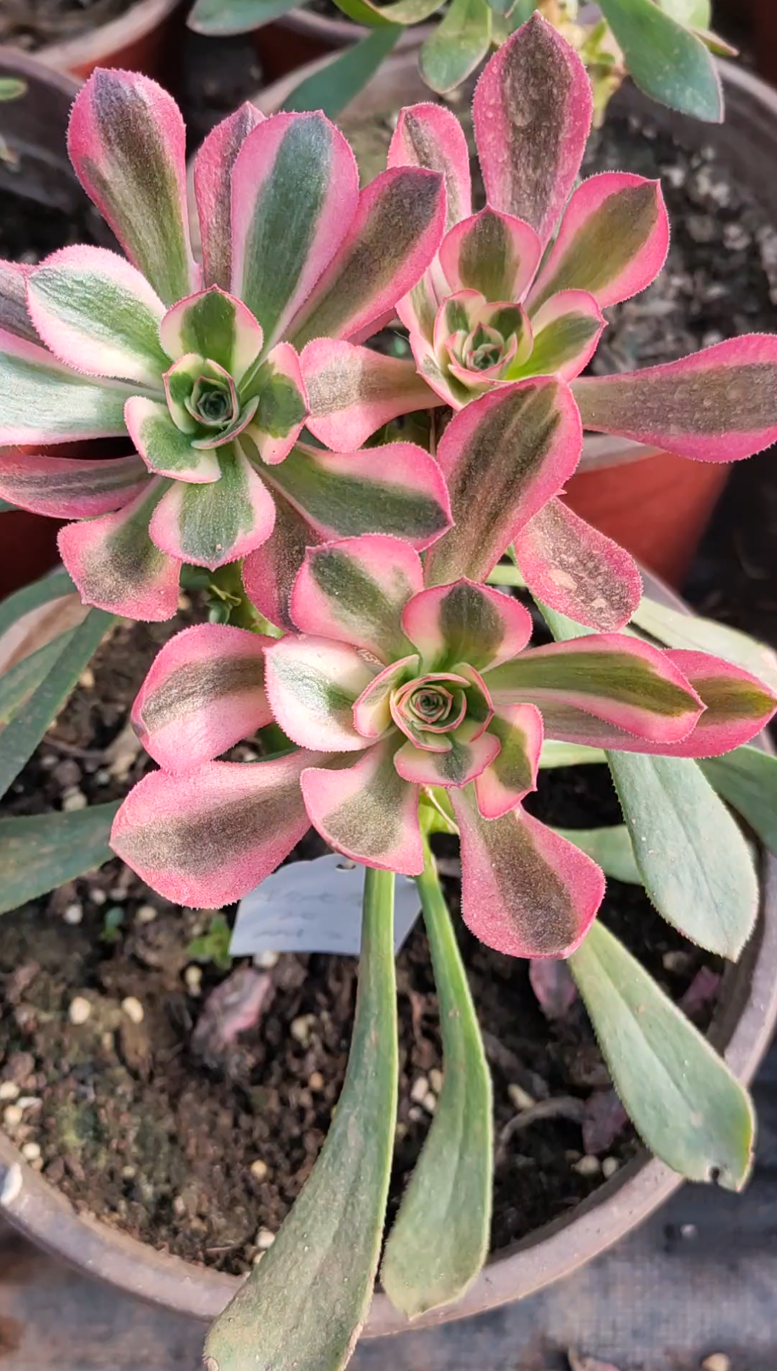 活动作品法师锦粉女巫嫁接一个月后的样子