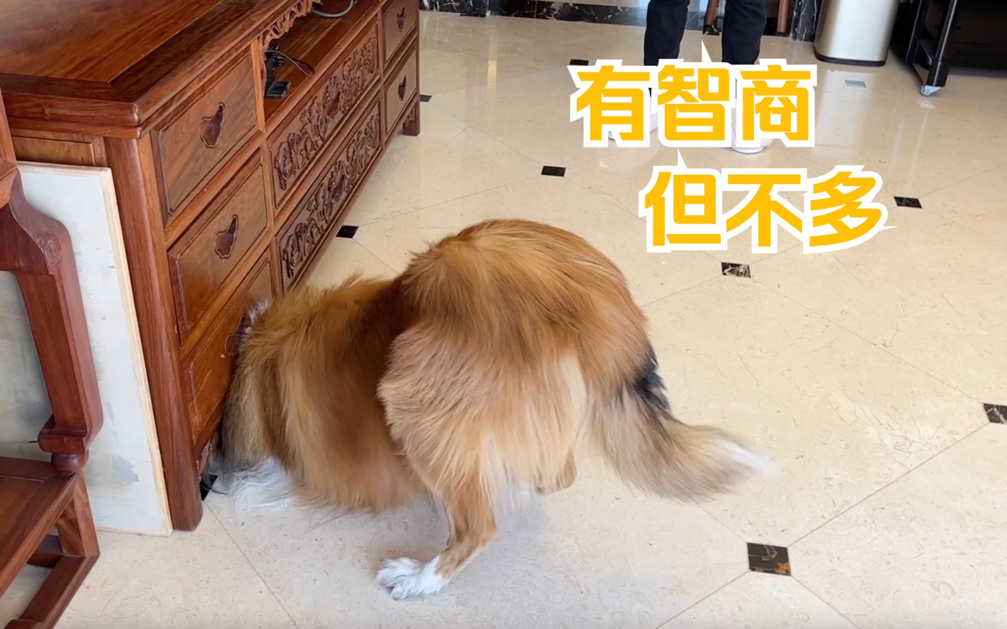 【苏牧蛋卷】我家犬子拉低牧羊犬平均智商的一些行为哔哩哔哩bilibili