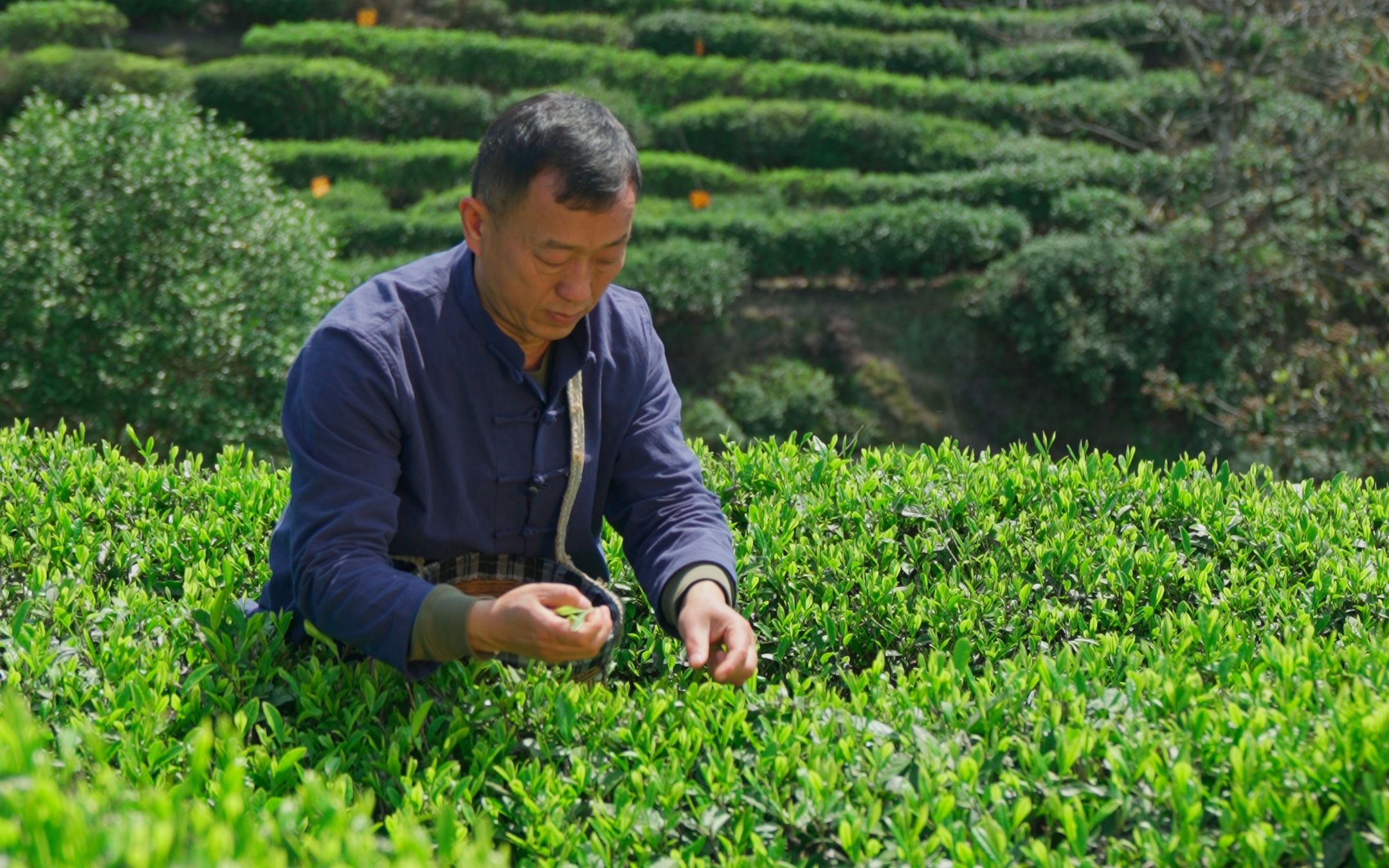 古丈毛尖,明前茶.战国时期,巴人种茶,制茶和饮茶习俗因楚巴战争传入湘西古丈.哔哩哔哩bilibili