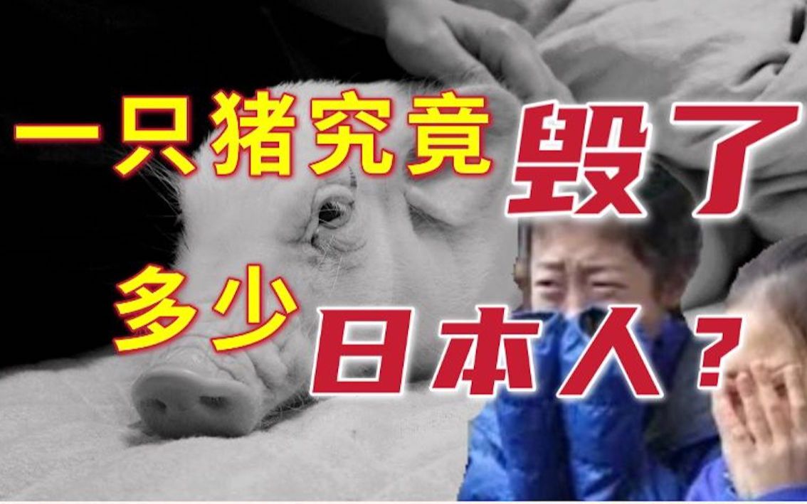 [图]一只100天后吃的猪，震撼教育下日本人是怎么成为变态的！一个诞生病娇文化的奇葩国度，100天后会死的鳄鱼君