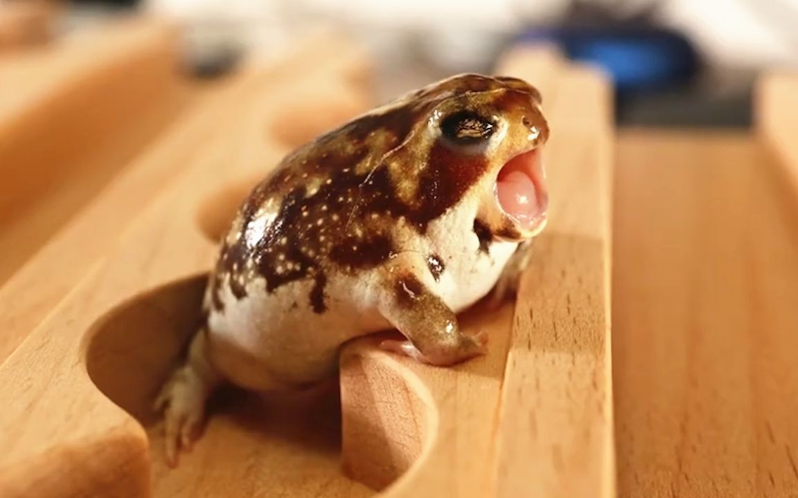 馒头蛙:哎妈呀,困死我啦