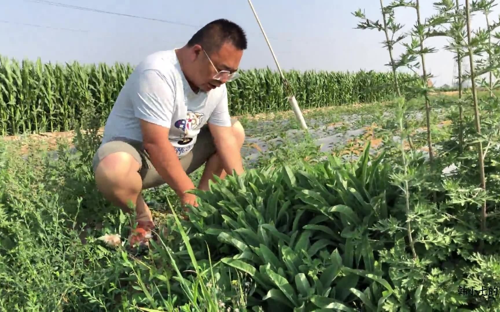 农村野菜种类多,但适合夏季吃的你知道几个,这苦苣菜一定要认识哔哩哔哩bilibili