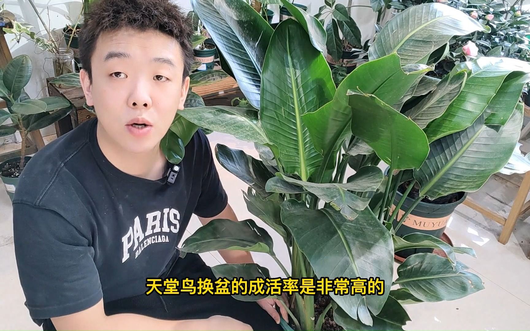 [图]天堂鸟换盆提高成活率的几个注意事项