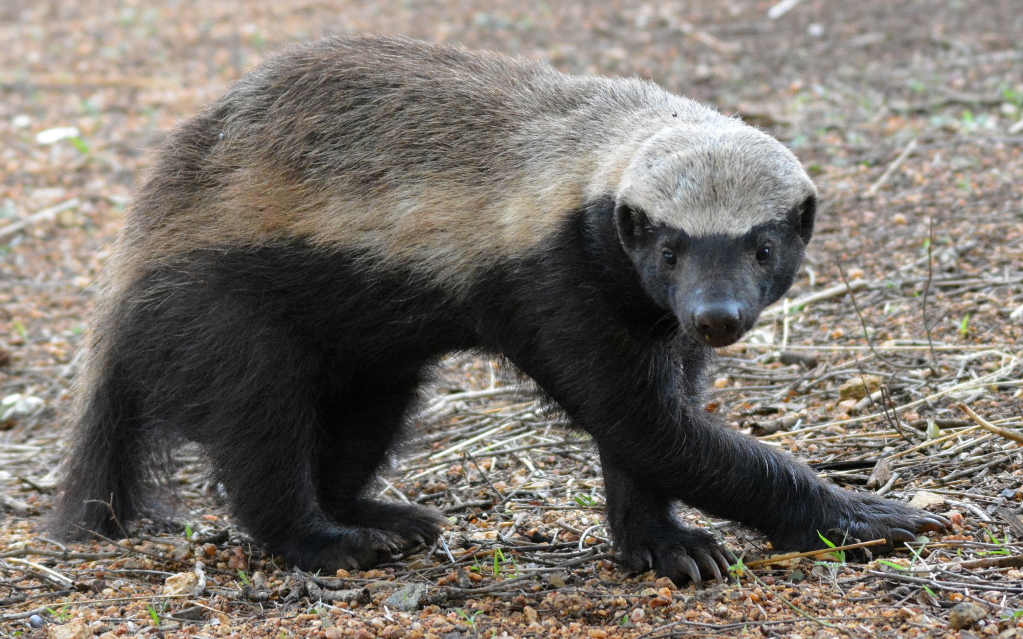 《上帝也疯狂2》草原非洲大漠,啼笑皆非的故事,满满童年回忆