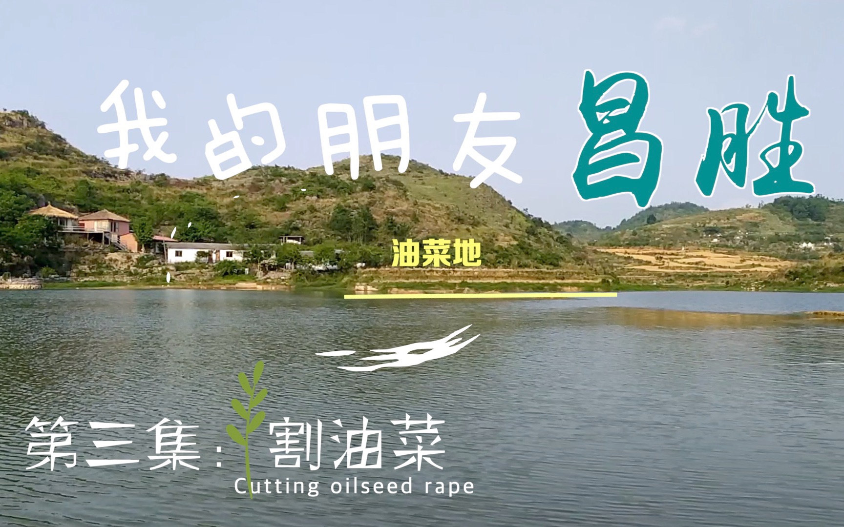 [图]一个人在油菜地里做什么呢？当然是...割油菜啦【S1E03-割油菜】【住在美丽乡村】【来我家玩】