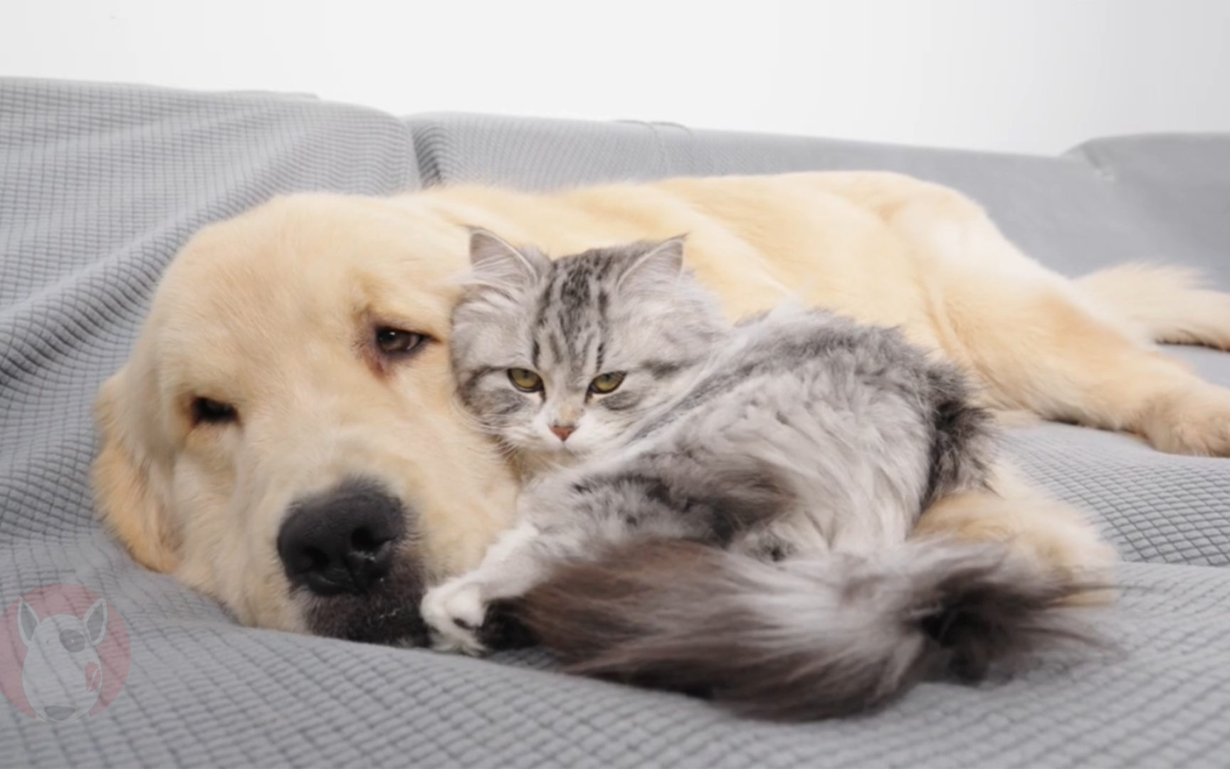 小猫和金毛甜蜜的睡眠.太可爱了!