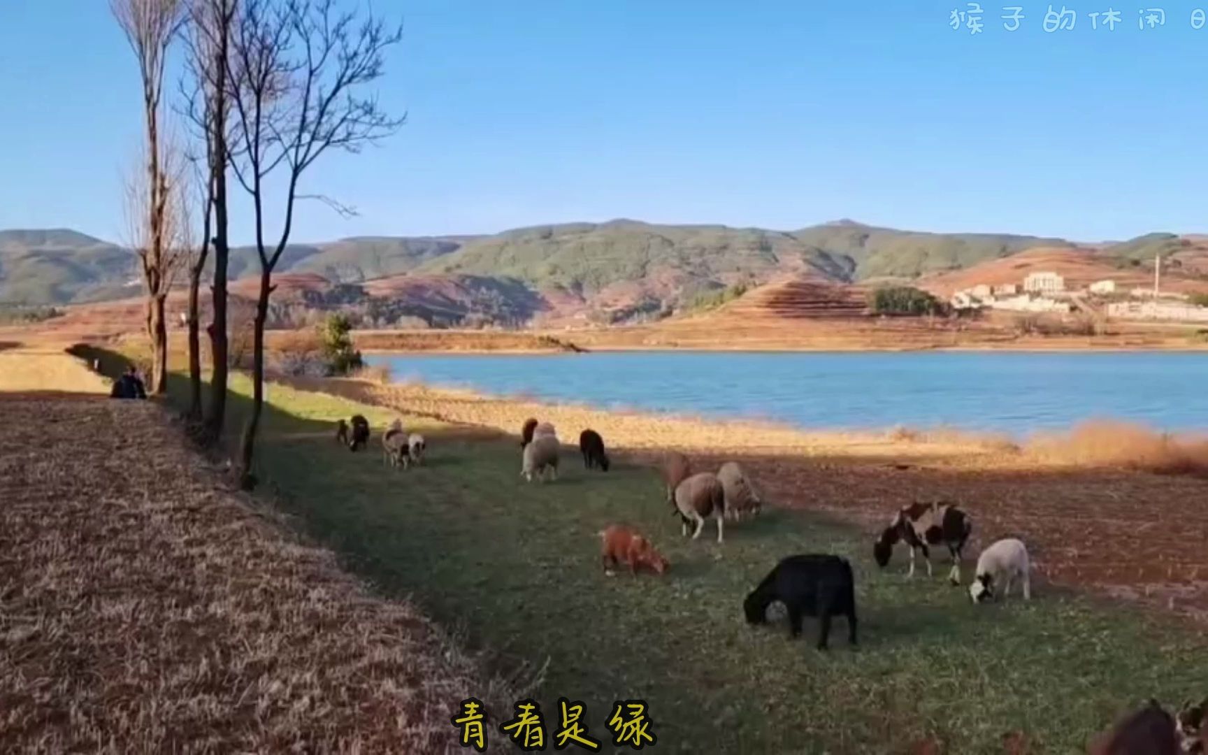 [图]现代诗歌《青春》分享