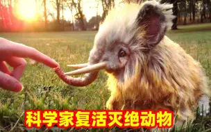 Download Video: 科学家打算复活猛犸象？真的能实现吗？