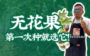 下载视频: 新手小白推荐果树，这种新鲜的果实你们肯定没吃过！！#果树苗 #芭劳奈无花果 #无花果 #果树种植